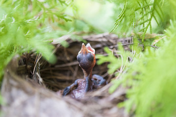 Newborn bird on the nest.Wild life concept.