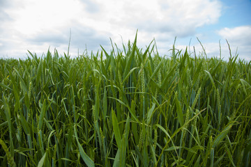 A young wheat field still green in the French countryside