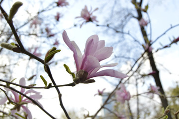 The tree of the Magnolia blossoms