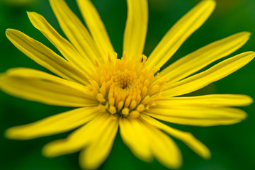 Macro view of Yellow daisy