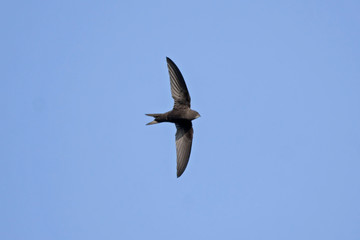 Swift flight. Common Swift (Apus apus)