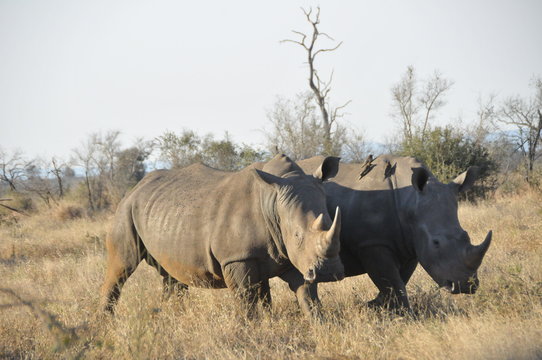 Rhinocéros dans le Parc Kruger