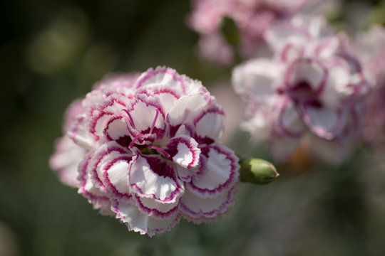 Dianthus Grans Favourite, White & Mauve Flower