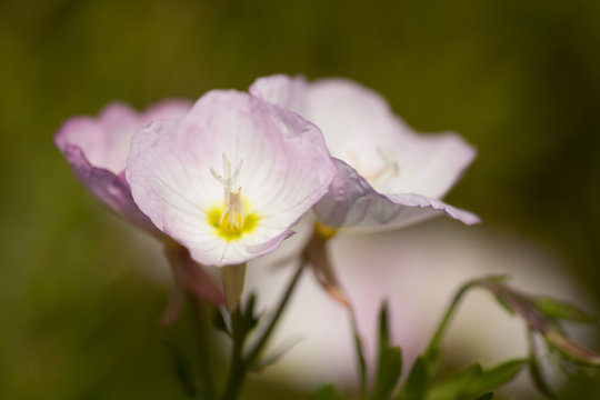 Oenothera Siskyou, Pale Pink & White Flower