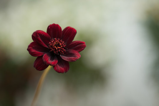 Chocolate Cosmos Small Red, Brown Flower
