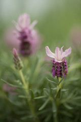 Fototapeta premium Lavandula Ruffles Strawberry. Large Pink Flower