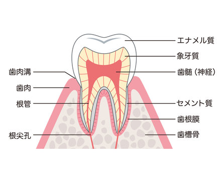 歯の構造　断面図