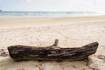 The Logs on the beach.