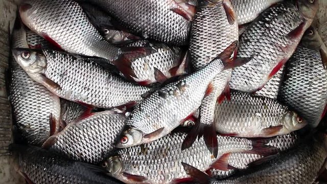 Successful Fishing good catch roach, catch roach live fish in the basket
