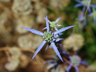 Blue prickly leaves and flowers of the wild plant.