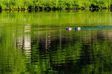 two ducks slowly swimming across the pond