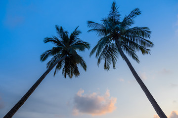 Palm trees silhouette on sunset tropical beach at Koh Chang on Trat Thailand.