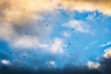 Birds running from the storm and dark clouds. Thunderstorm is comming at the summer day. Apocalyptic view.
