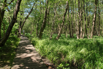 Wandernweg, Feuchtwiesen, Wald, Bohlenweg, Unteres Annatal Märkisch oder Land, Hennickendorf