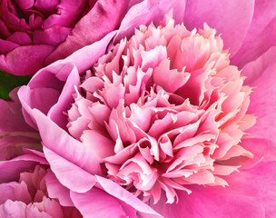 Peony flowers bouquet. Springtime fresh natural composition