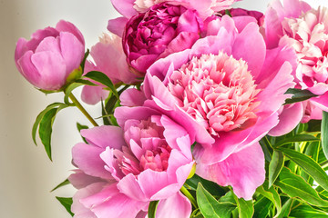 Obrazy  Bukiet kwiatów piwonii. Wiosenna świeża naturalna kompozycja
