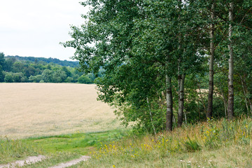 Fototapeta na wymiar Summer Landscape with poplars, motley grasses and wheat field