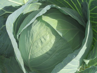 Fototapeta premium Organic cabbage, Kenya farm produce