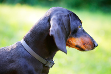 Black smooth-haired dachshund portrait