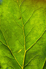 Naklejka na ściany i meble Green leaf with veins