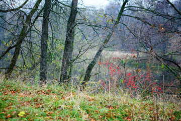 Landscape with fruit trees, grass and river in the background