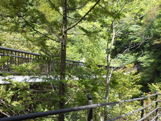 Obraz premium A suspension bridge in the forest 