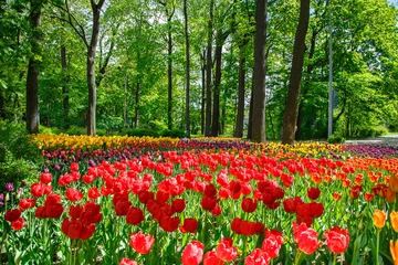 Poster de jardin Tulipe Amazing blooming tulips in the spring city park.