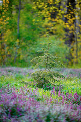 Young spruce on spring glade