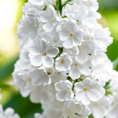 Naklejka na ściany i meble White lilac blossoms