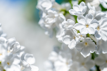 White lilac blossoms