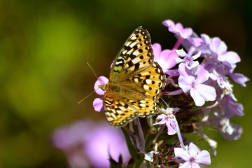 Phlox and Butterfly