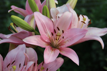 A bouquet of pink lilies. Garden flowers.
