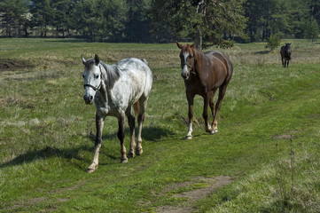 Mountain landscape and  sporting horses in springtime meadou, Plana mountain, Bulgaria 
