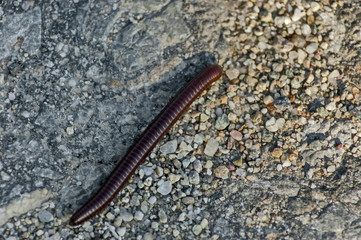 Earth worm on stone road in springtime at Plana mountain, Bulgaria  