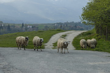 View of springtime field, road and  group white sheep close up, Plana mountain, Bulgaria 