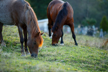 Two Horses grazing on farme