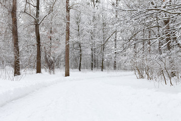 Winter forest. landscape