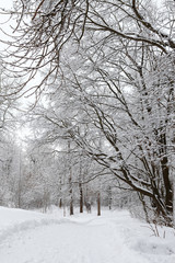 Fototapeta na wymiar Winter landscape with snow