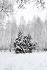 White winter landscape with trees