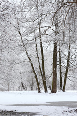 Winter fairy tale in a snowy forest