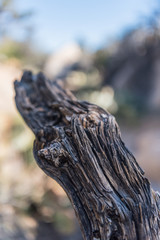 Fototapeta na wymiar Log of Dried Wood in California Desert