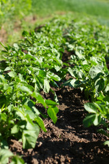 Potato beds
