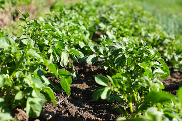 Potato beds