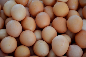 eggs