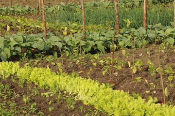 Fototapeta na wymiar Organic vegetable garden, Biologischer Gemüsegarten