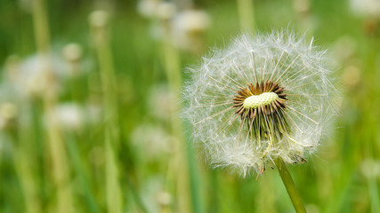 Blowball on the field. Summer is coming.