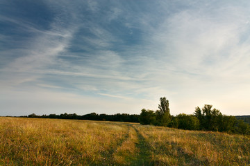 Evening landscape with cirrus clouds over field