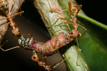 .Ants to help the victim with the nest.