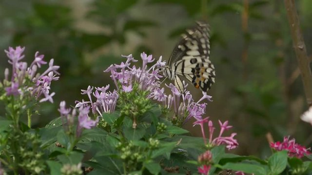 Butterflies fly from flower nectar