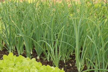 Obraz premium Organic Onion and Salad plants in the vegetable Garden, Bio-Gemüsegarten mit Salat und Zwiebelpflanzen